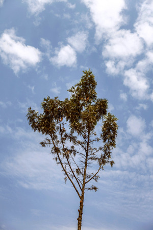 Tree being accompanied with sky and clouds creates a spectacular landscape.の写真素材