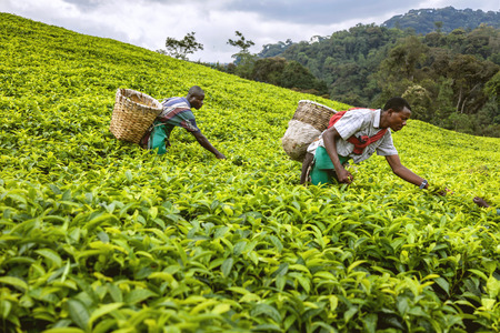 Kigali, Rwanda, Africa - September 7, 2015: Unidentified workers. The African workers. The men working on tea plantations collect tea on their basket.のeditorial素材