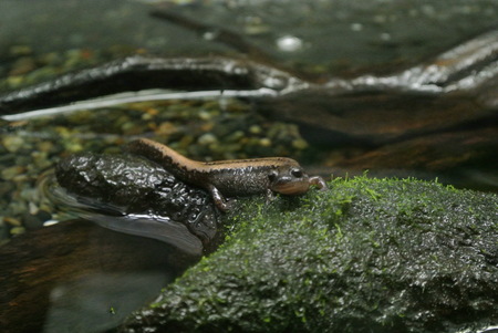 Salamandrella keyserlingiiの写真素材