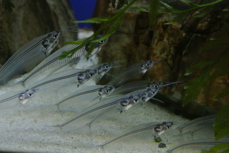 Translucent glass Catの写真素材