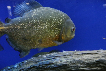 Piranha latte Leeの写真素材