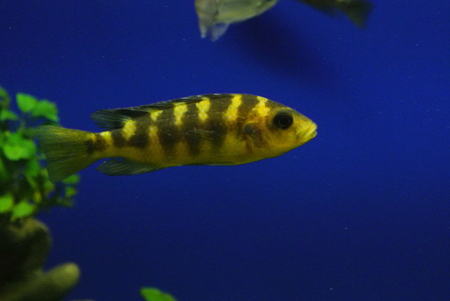 Chameleon sin critの写真素材