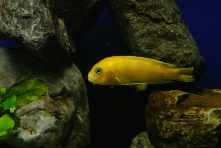 Golden zebra Cichlidの写真素材