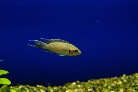 Congo tetraの写真素材