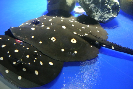 Polka-dot stingrayの写真素材