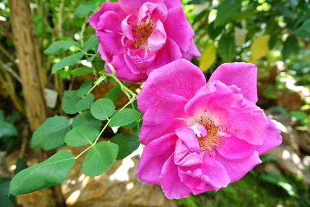 Brilliant Rosa chinensisの写真素材