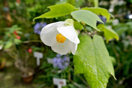 Little leaf Abutilonの写真素材