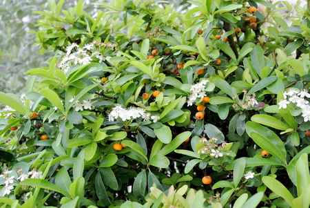 Pyracantha flowers and fruitsの写真素材