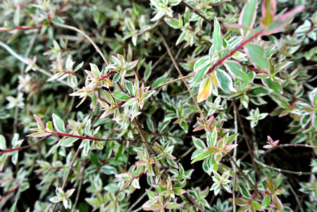 Pink and green leaf treeの写真素材