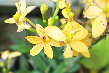 Epidendrum blooms prettyの写真素材
