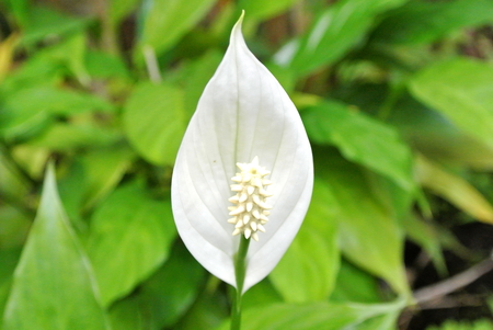 Mature Spathe flowerの写真素材