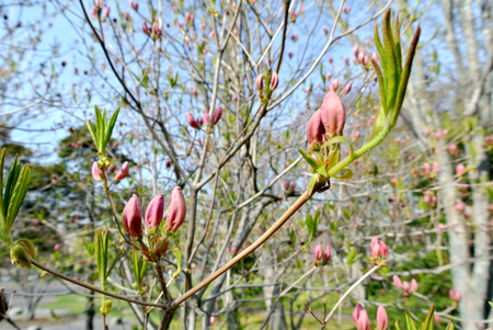 Japanese azalea in the parkの写真素材