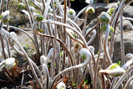 Japanese royal fernの写真素材