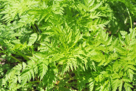 Jagged leaf shaped wild chervil