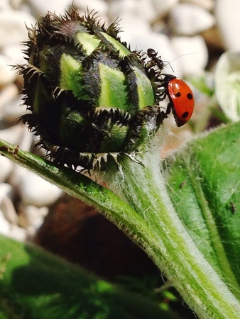 The ladybird and the antの素材