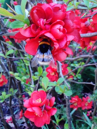 Bumble bee in the flower の素材