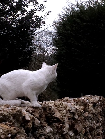 Savage white cat  の素材