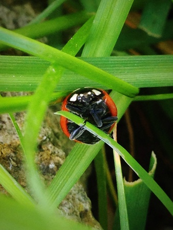 The ladybirdの素材