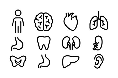 Human internal organs icon set. Outline illustration of human internal organs vector icons for web designのイラスト素材