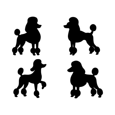 Poodle dog silhouettes. Different poses and coat colors. Vector illustrationのイラスト素材