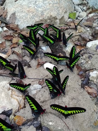 Raja Brooke butterfliesの写真素材