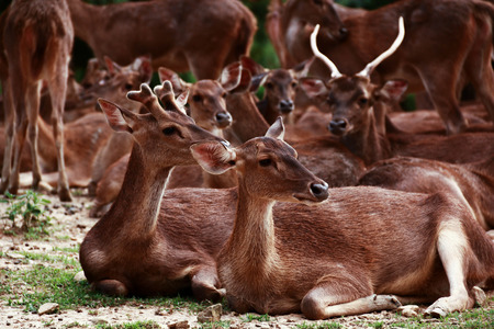 Group of whitetail deerの写真素材