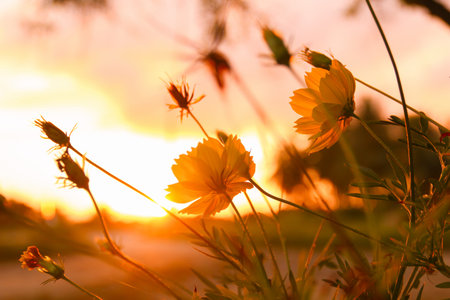 Flowers on morning sunlight background with autumn field background