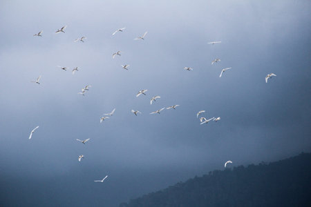 flying white birds