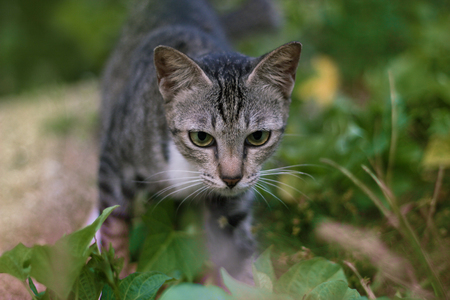 walking catの写真素材