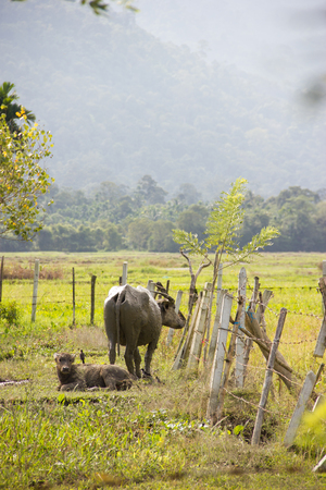 buffalo looking awayの写真素材