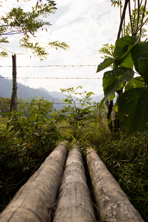 wood way natureの写真素材