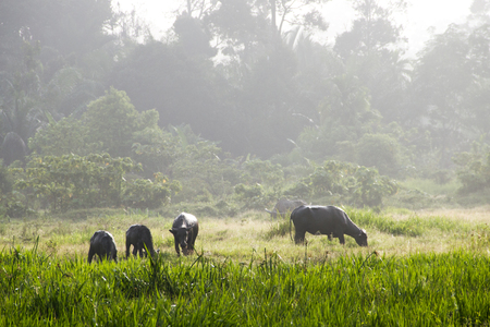 sun rise over the buffalo farmの写真素材