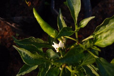 chili plant with leavesの写真素材