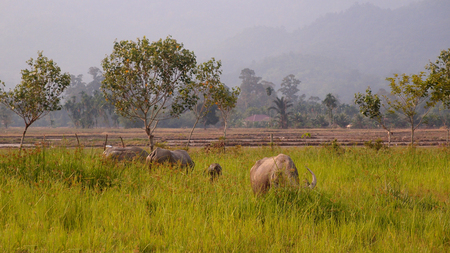 view of a buffalo farm and grass landの写真素材