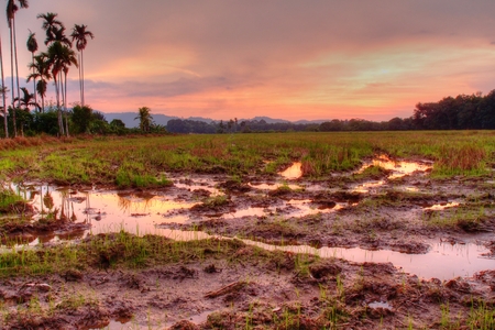 sunset view at the paddy fieldの写真素材
