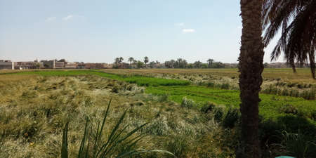 Agriculture in the Egyptian countryside, animals, cows, agricultural roads and beautiful farmsの写真素材