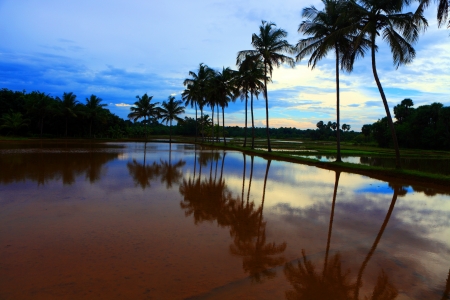 Landscape of Palakkad, Kerala, Indiaの写真素材