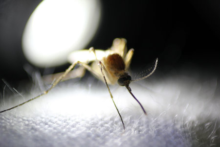 blue Mosquito 