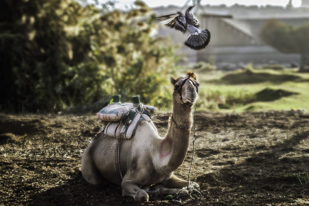 Flying Pigeon playing with setting camel in the early morning ,captured in camels farm located in Aswan Egyptの写真素材
