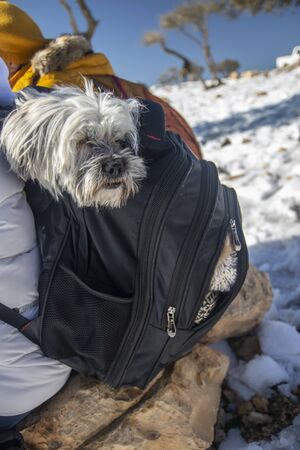 cute Glen dog was feeling cold and hiding into hiking backpackの写真素材