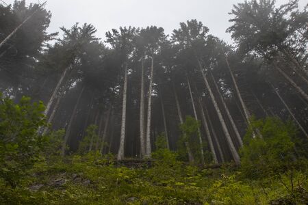 foggy weather in the forest in Trabzon , south of Turkeyの写真素材