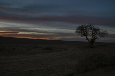 the beauty of sunset over tree in the desertの写真素材