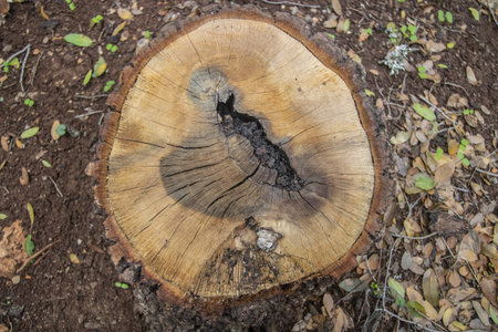 deforestation issue one of problem that effect on environment