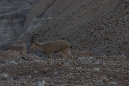 The Nubian ibex (Capra nubiana) is a desert-dwelling goat species found in mountainous areas of northern and northeast Africa, and the Middle East.の写真素材