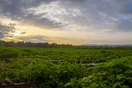 a beautiful and splendid organic farm in Tamra village at sun setの写真素材