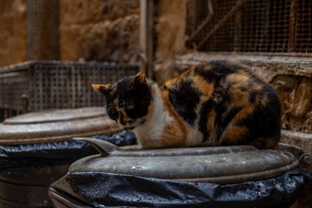 sad cat was sitting above rubbish bin during rainingの写真素材