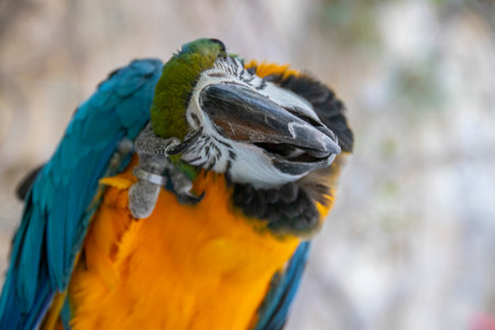 Orange and green color parrot was sitting inside the cageの写真素材