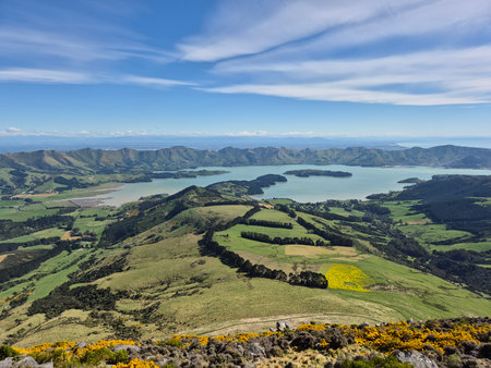 A vibrant field of yellow flowers in full bloom stretches across the rolling hills of a park on Banks Peninsula, New Zealand.の写真素材