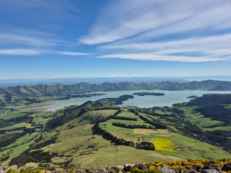 A vibrant field of yellow flowers in full bloom stretches across the rolling hills of a park on a peninsula.の写真素材