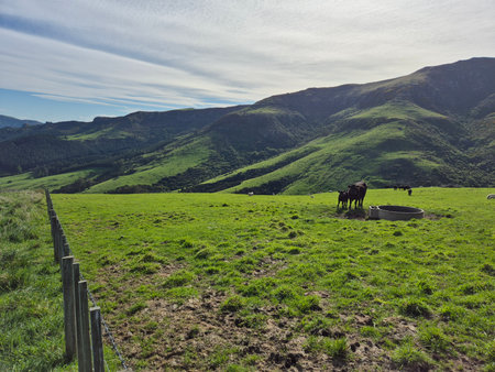 A stunning panoramic view of Orton Bradley Park with its lush green hills, scattered trees, and serene outlook over Lyttelton Harbour on Banks Peninsula, New Zealandの写真素材